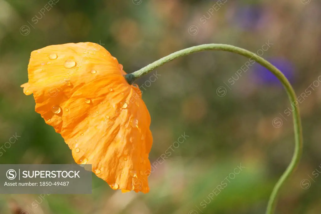 Single flower of Icelandic poppy on slender, curved stem with water droplets over crumpled surface of petals.