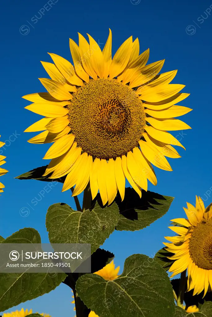 France, Provence Cote d'Azur, Yellow sunflowers against clear blue sky in a field near the village of Rognes.