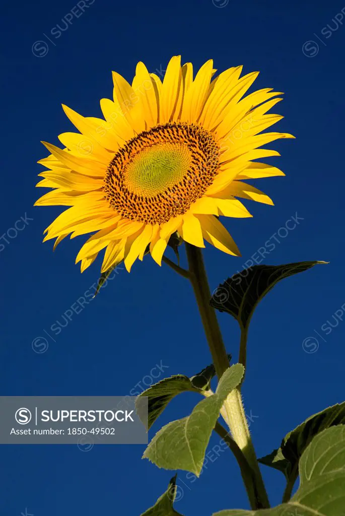 France, Provence Cote d'Azur, Yellow sunflower against clear blue sky in a field near the village of Rognes.