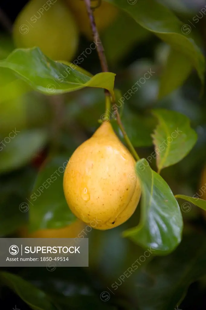 West Indies, Windward Islands, Grenada, Yellow nutmeg fruit growing on a tree with water droplet running over surface of skin.