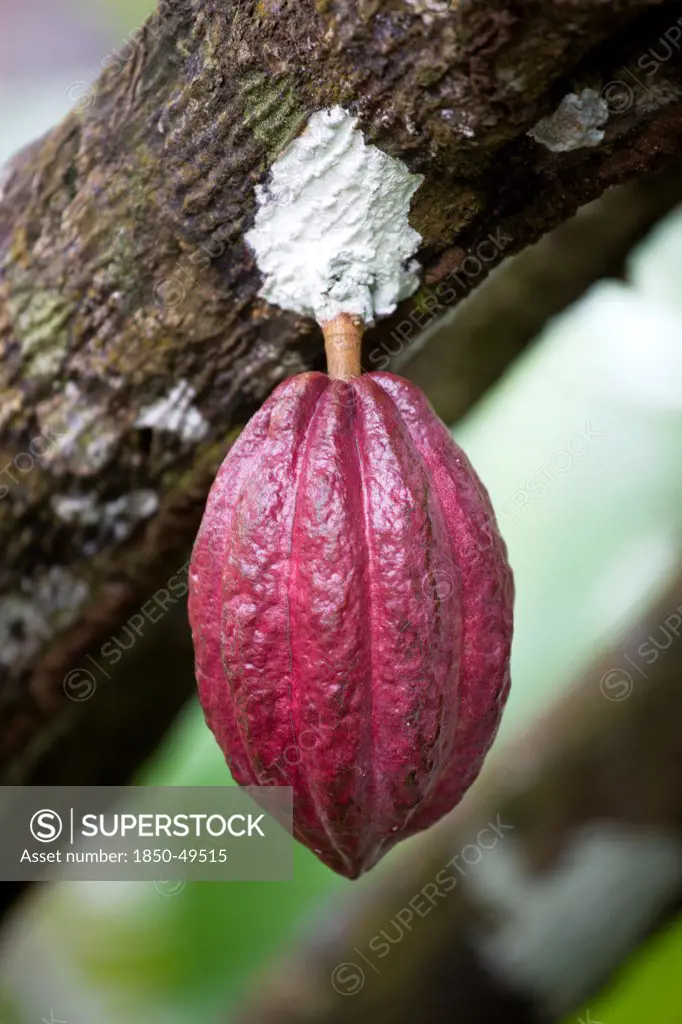 West Indies, Windward Islands, Grenada, Unripe purple cocoa pod growing from the branch of a cocoa tree.