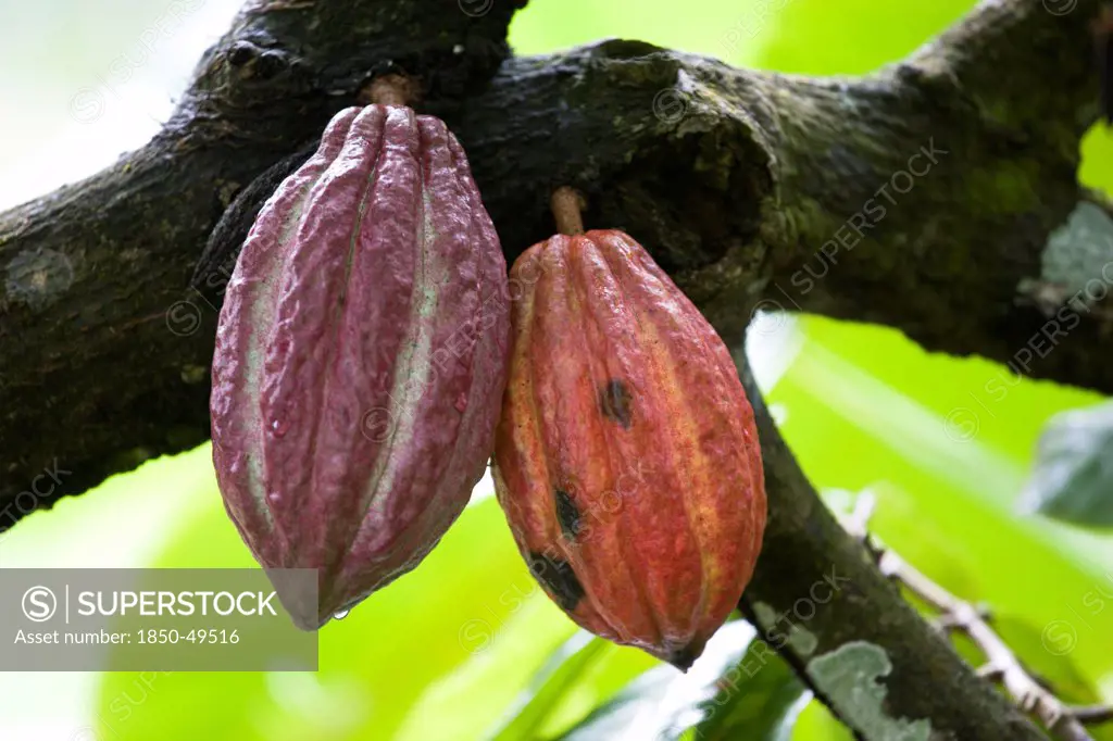 West Indies, Windward Islands, Grenada, Unripe purple and ripening orange cocoa pods growing from the branch of a cocoa tree.
