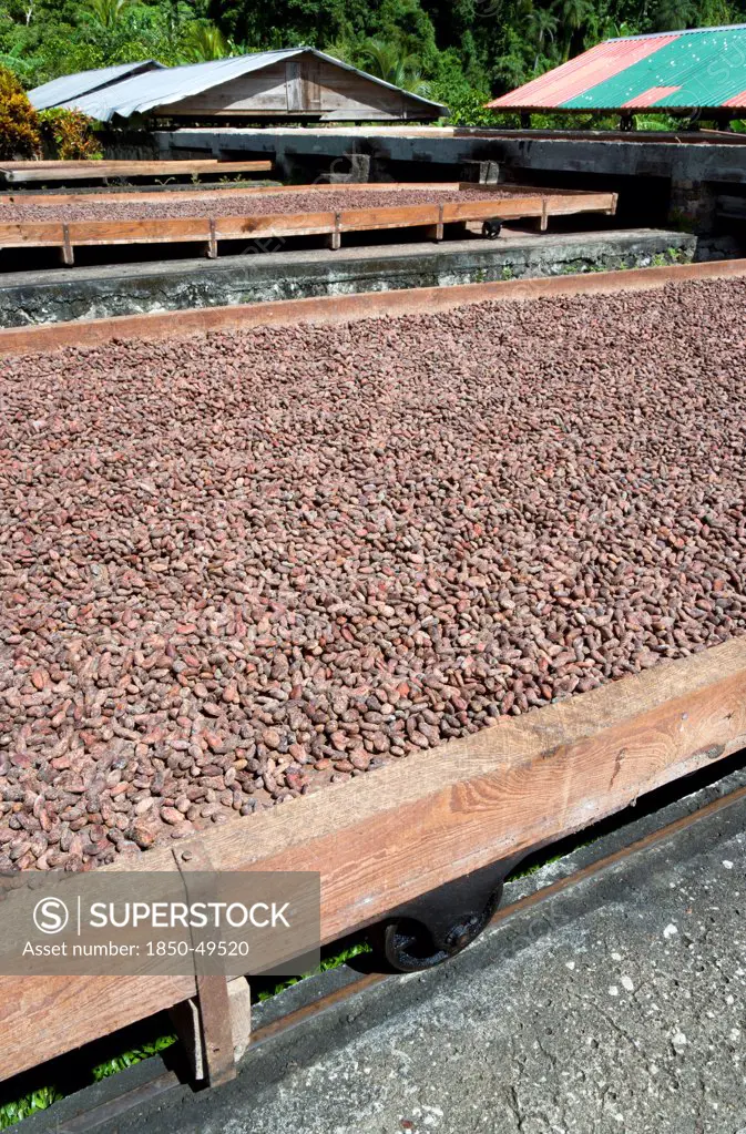 West Indies, Windward Islands, Grenada, Cocoa beans drying in the sun on retractable racks under the drying sheds at Belmont Estate plantation in St Patrick parish.