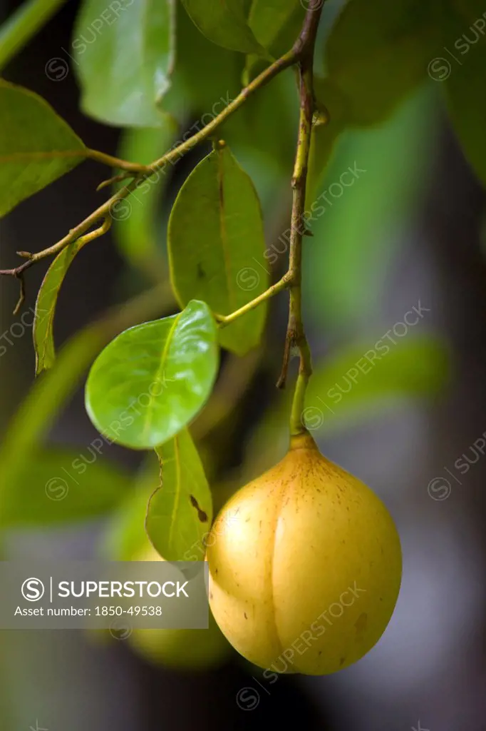 West Indies, Grenada, St John, Fruit of nutmeg fruit growing on tree and approaching full ripeness.