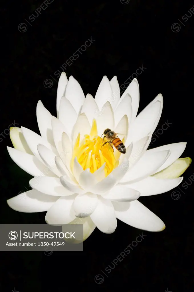 USA, Georgia, Savannah, Bee on yellow centre of Water lily, Nymphaea alba, encircled by white petals.