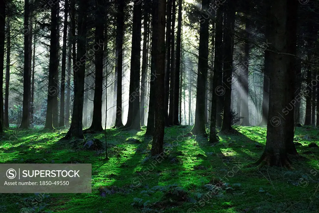 Ireland, County Monaghan, Rossmore Forest Park, Winter sun rays shining through part silhouetted conifer trees.