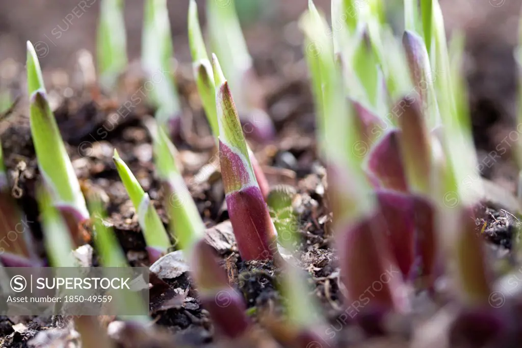 Hosta shoots emerging from ground in early spring in an English garden.