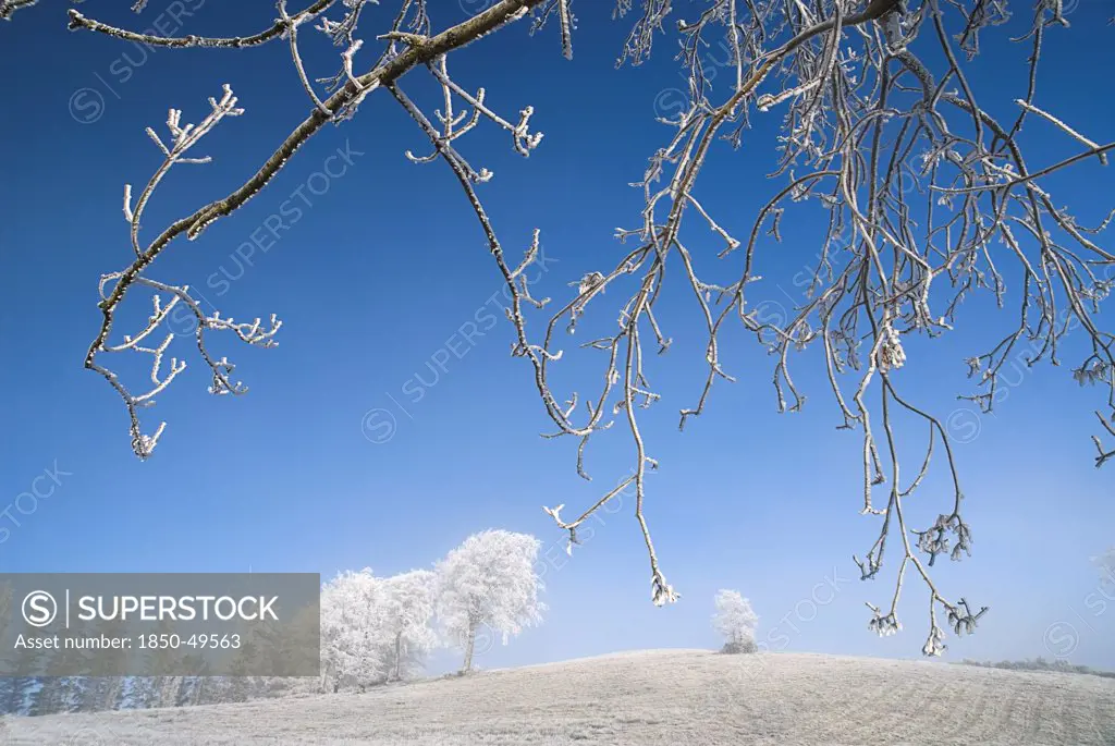 Ireland, County Monaghan, Tullyard, Trees on crest of hill covered in hoar frost on outskirts of Monaghan town, part framed by branches in foreground.