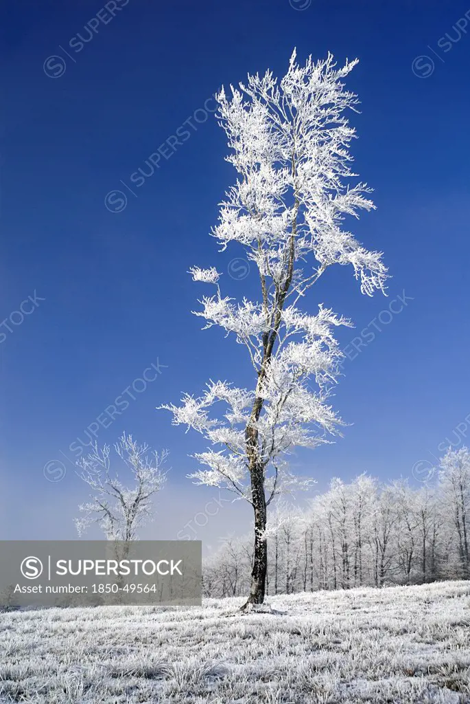 Ireland, County Monaghan, Tullyard, Trees covered in hoar frost on outskirts of Monaghan town. Single tree with slender, curving trunk in foreground of others.