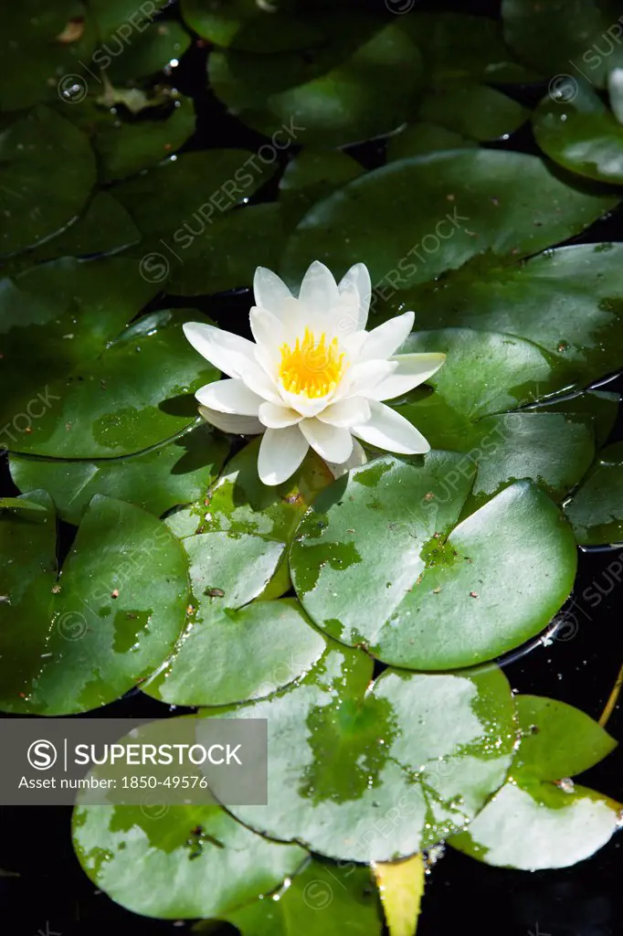 Single white water lily flower with yellow centre in a pond surrounded by green lily pads floating on the water surface.