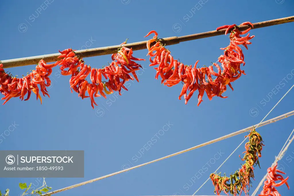 Turkey, Aydin Province, Kusadasi, Strings of red and orange chilies hanging up to dry in late afternoon summer sunshine in the old town against cloudless blue sky.