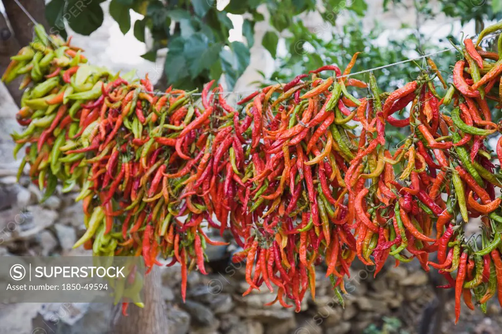Turkey, Aydin Province, Kusadasi, Strings of brightly coloured chilies hanging up to dry in the late afternoon summer sunshine, changing colour from green to red.