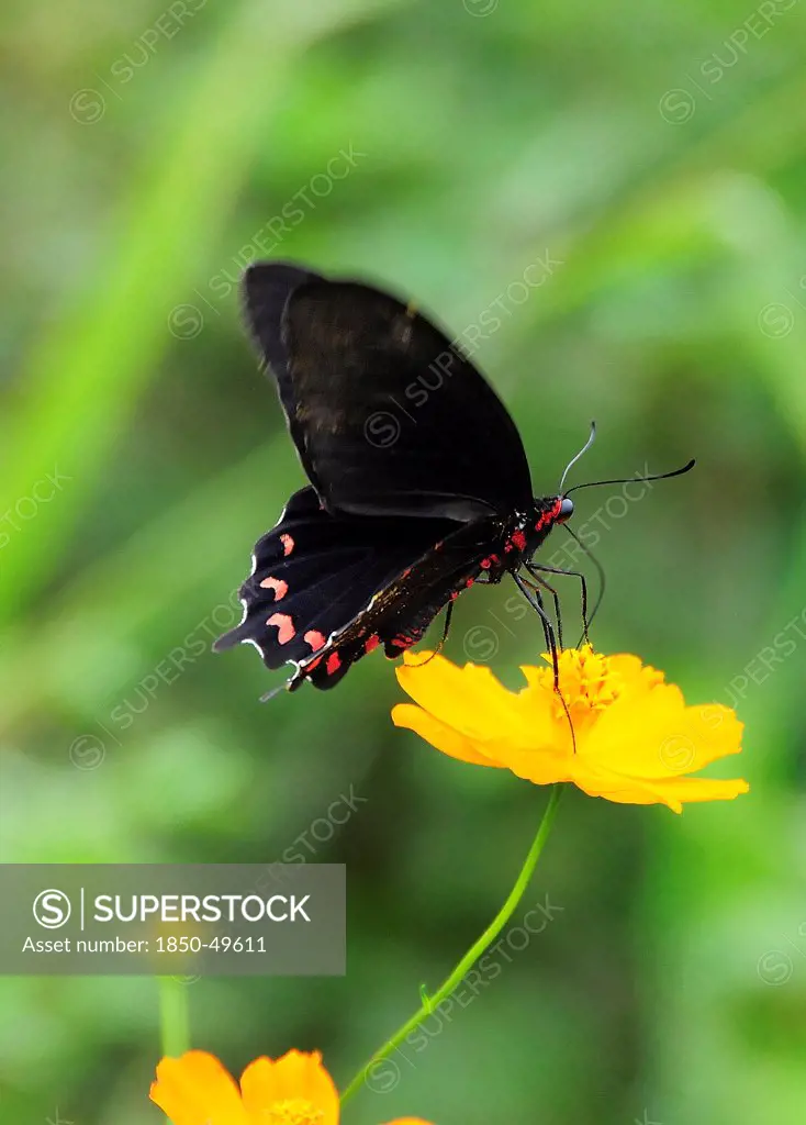 Mexico, Jalisco, Puerto Vallarta, Black and red butterfly on orange Coreopsis flower with wing tips in blur of movement.