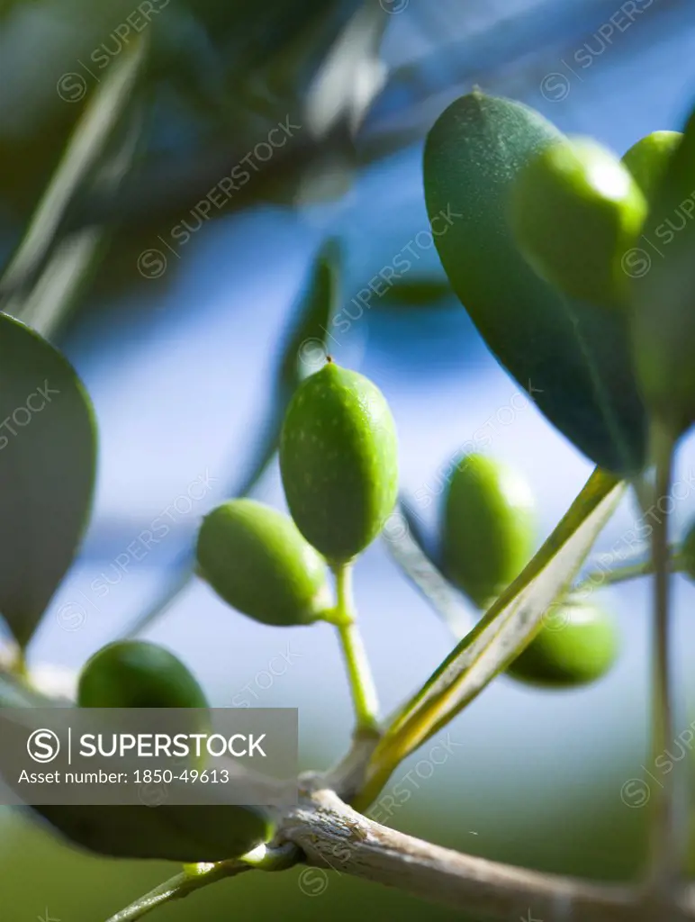 Olive, Olea europea,Olea europaea, Young, green olives growing on an olive tree.