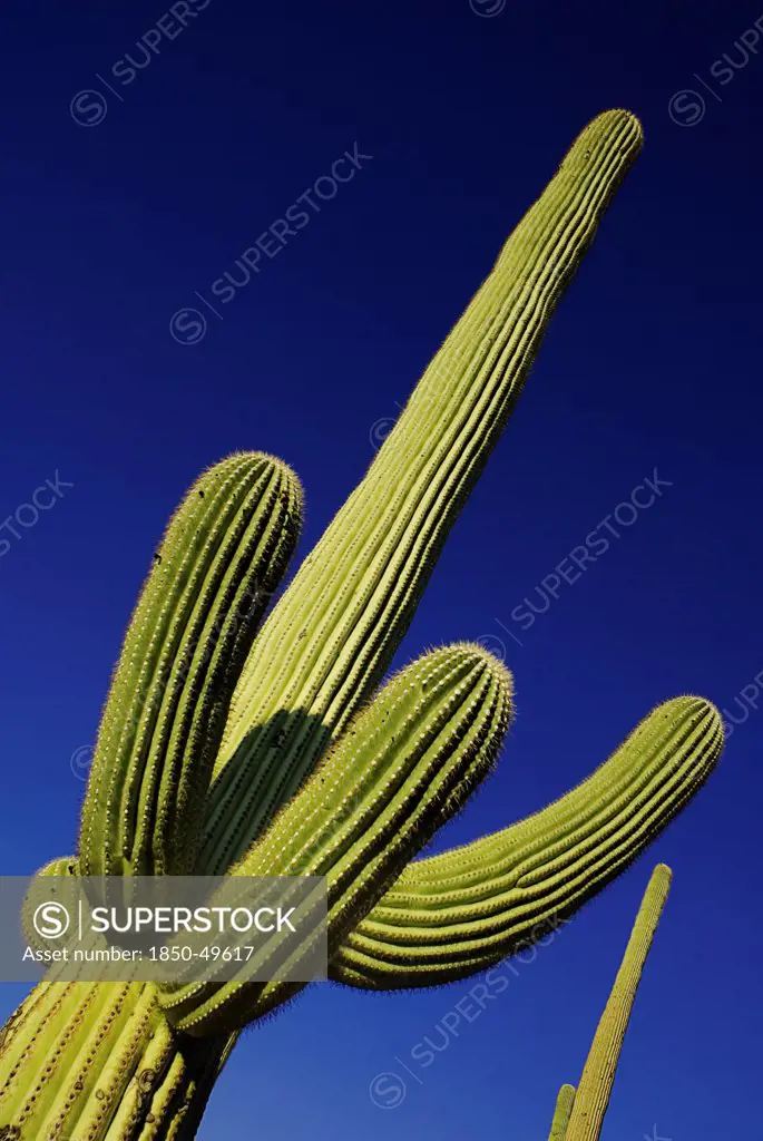 USA, Arizona, Saguaro National Park, Ridged branches of Saguaro cactus against blue sky.