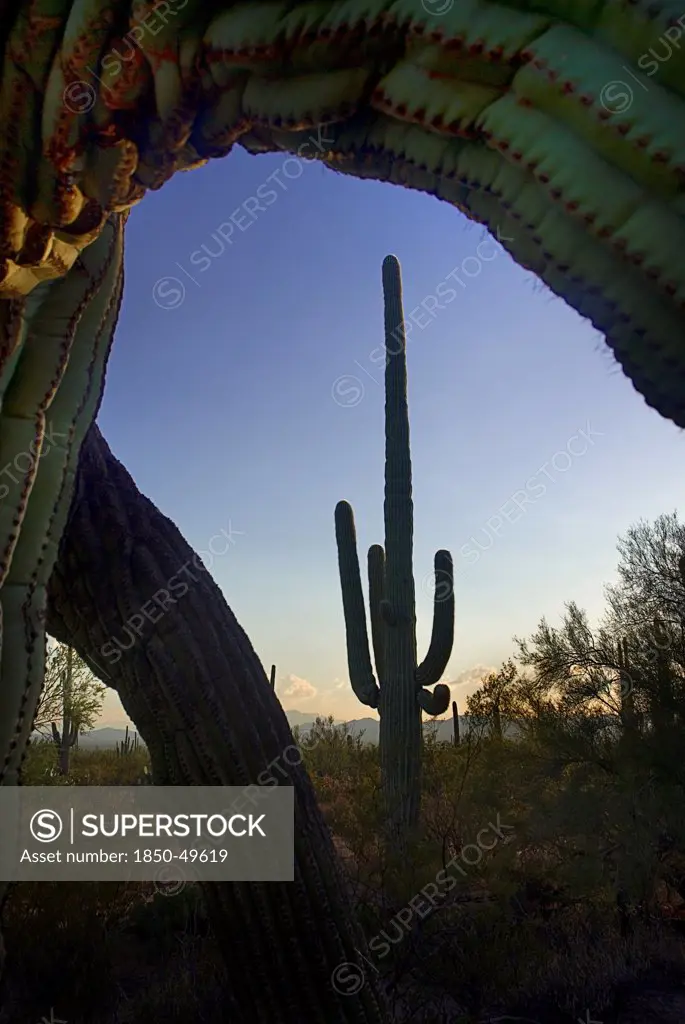 USA, Arizona, Saguaro National Park, Saguaro cactus silhouetted against blue sky in soft light, framed by branches of another in foreground.