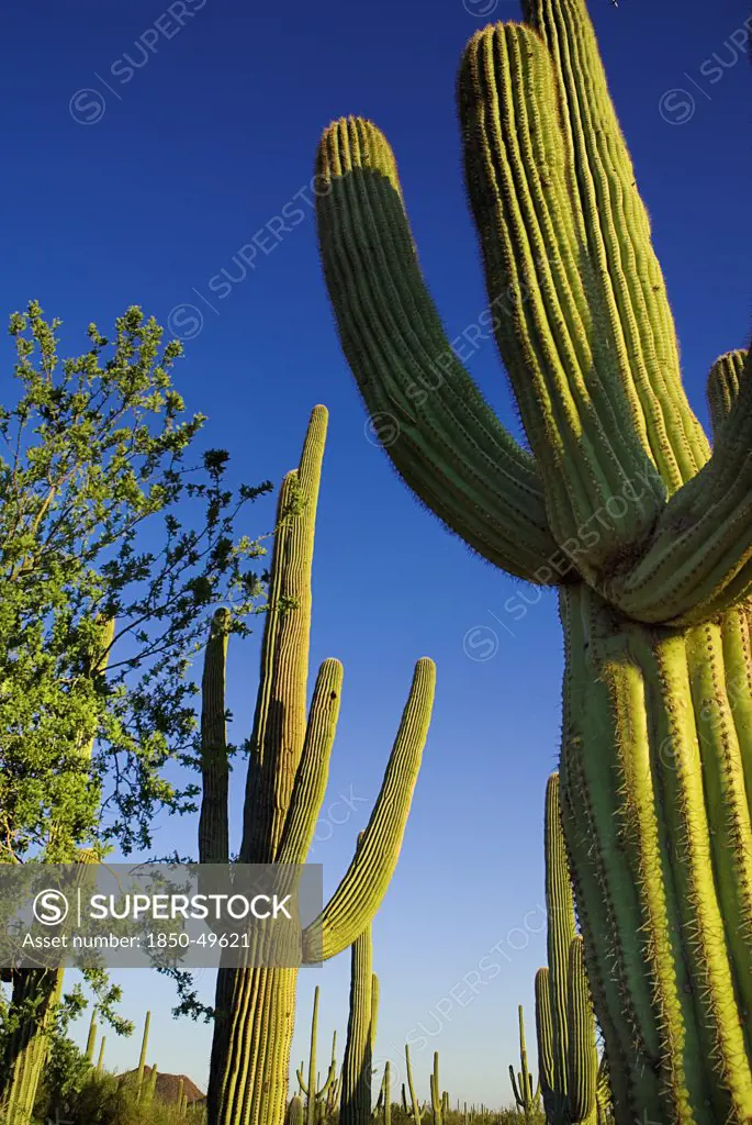 USA, Arizona, Saguaro National Park, Saguaro cacti against blue sky.