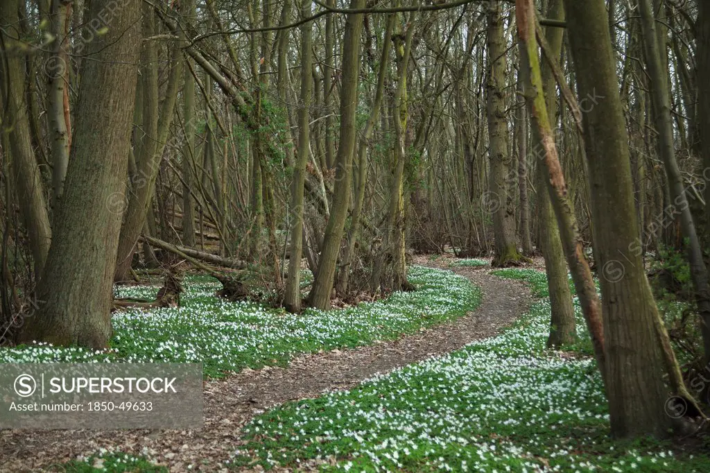 England, Suffolk, Stour Valley, Wood anemones growing alongside path through woodland in RSPB Reserve.