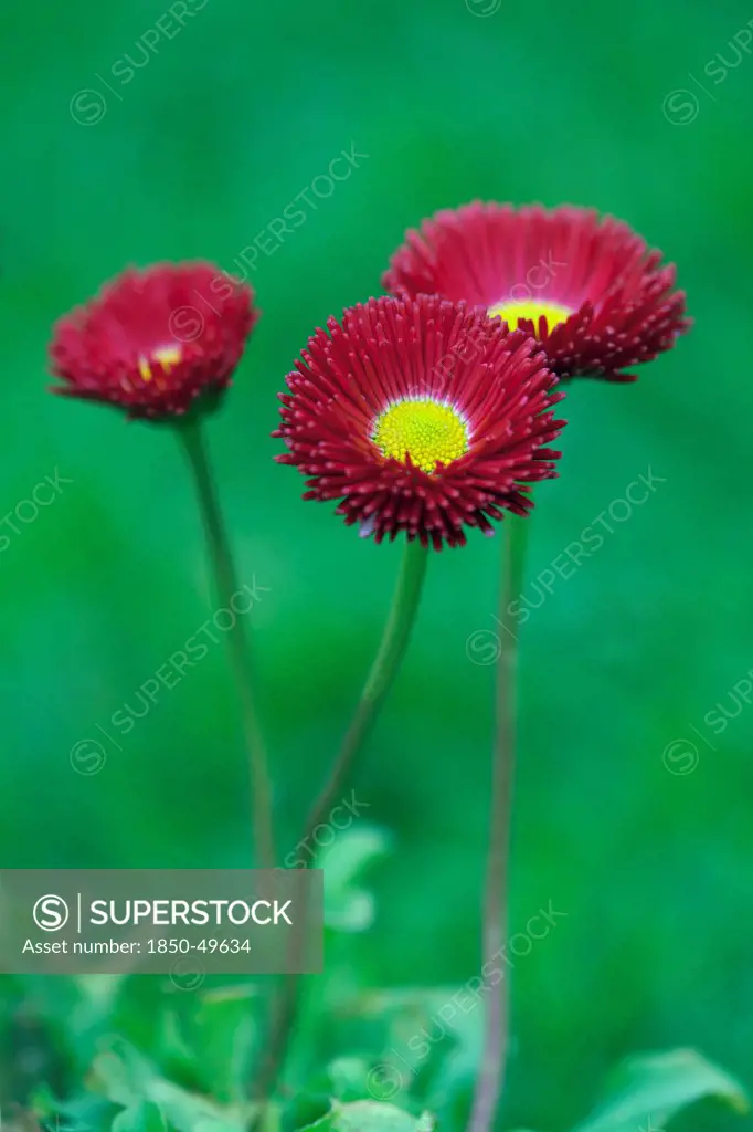 Three flowers of Bellis perennis Tasso Red with dark red double petals surrounding yellow centre.