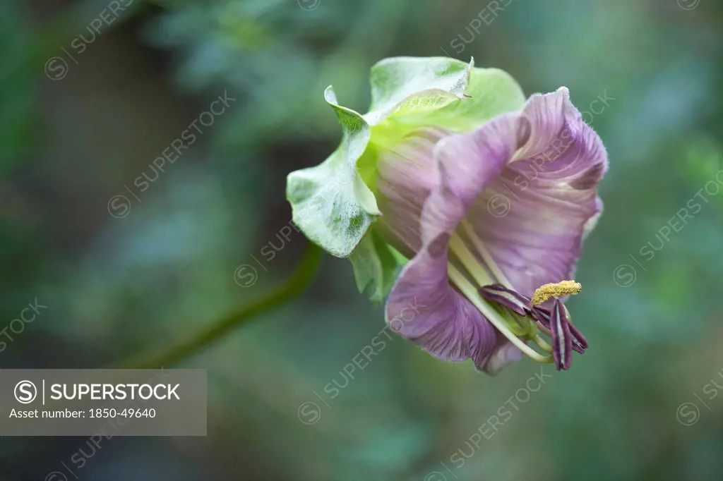 Single, bell shaped flower of Cobaea scandens Purple with protruding stamen.