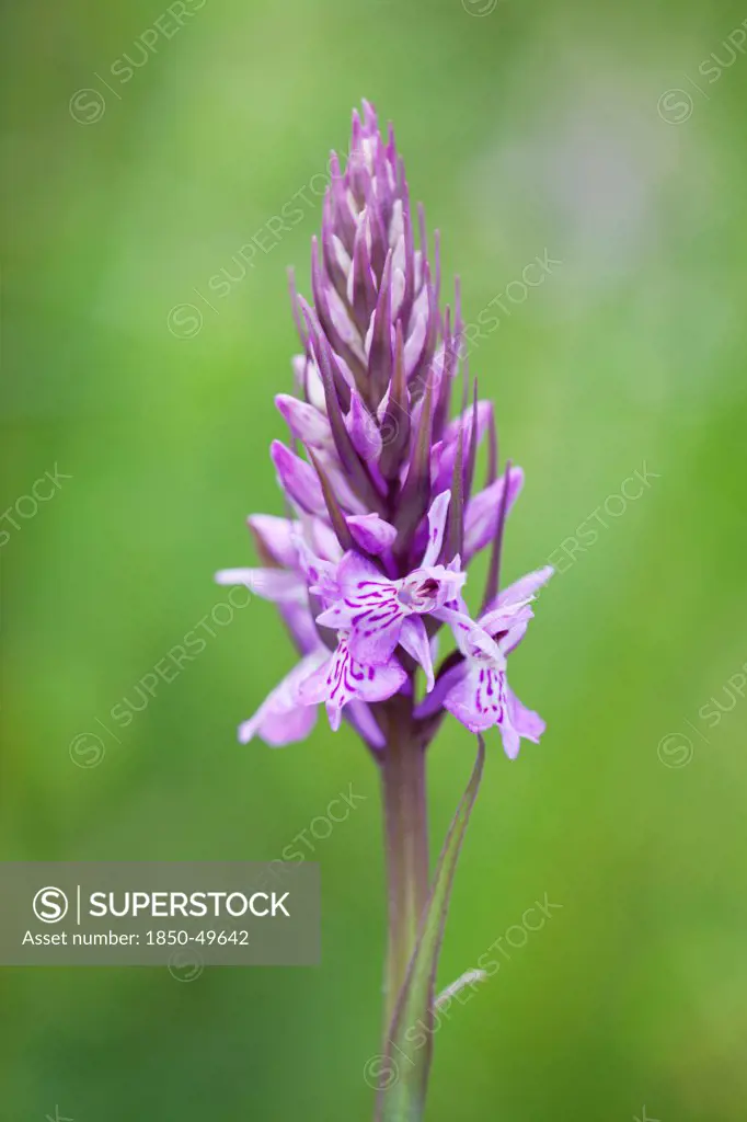 Flower spike of Common spotted orchid, Dactylorhiza fuchsii.