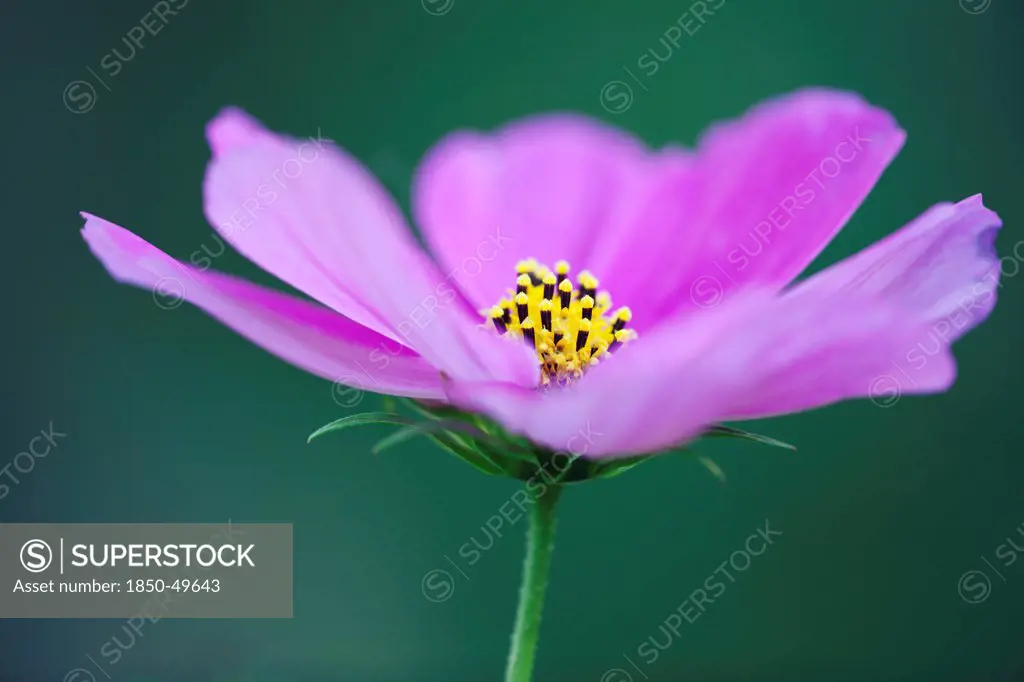 Single. open flower of Cosmos bipinnatus.