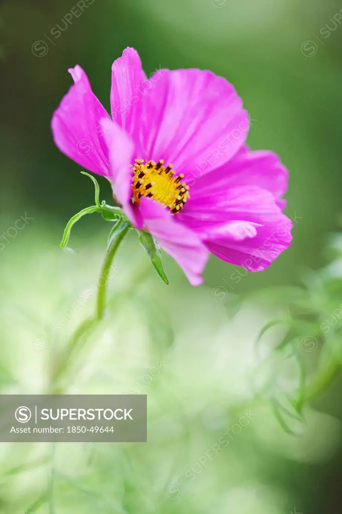 Single, open flower of Cosmos bipinnatus above feathery leaves. Selective focus.