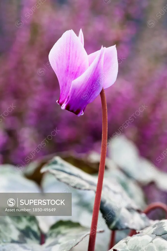 Single flower of Cyclamen hederifolium on narrow stem with pink, reflexed petals extending from dark to pale.