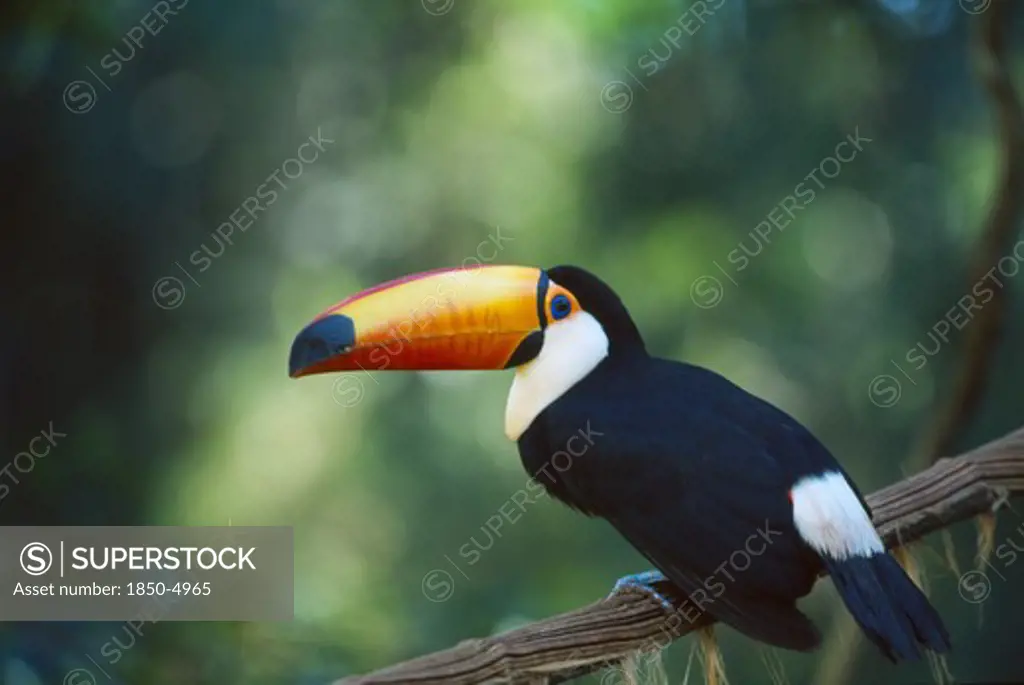 Birds, Perched, Small , Toco Toucan In Tree In The Brazilian Rainforest.