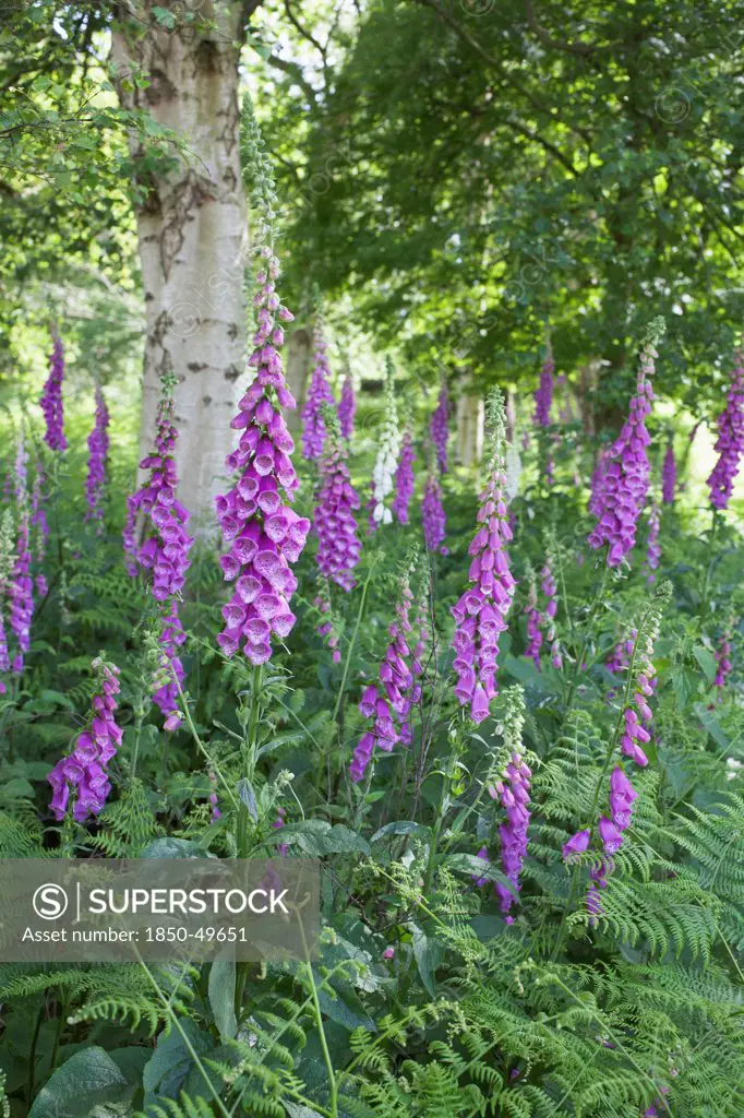 Foxgloves, Digitalis purpurea growing amongst ferns in shaded area with trees.