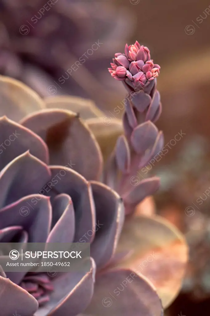 Echeveria Perle von Nurnberg. Succulent plant with rosette of purplish grey leaves and raceme with cluster of red flowers.