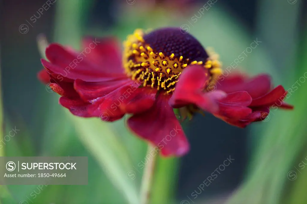Helenium Rubinzwerg. Single flower with dark red petals surrounding brown centre.