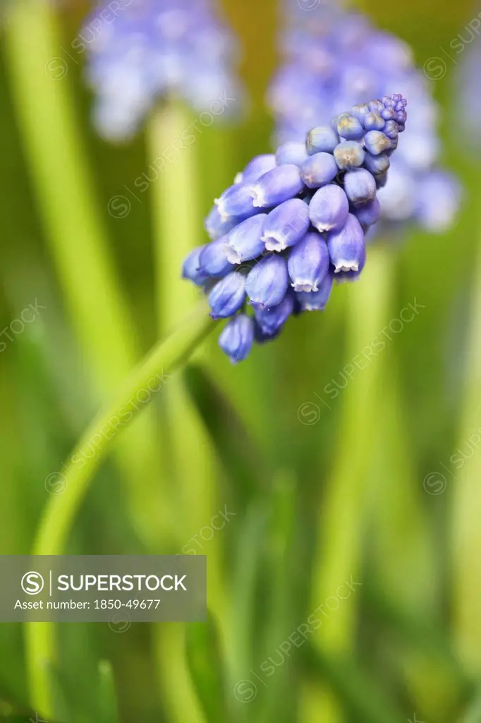 Grape hyacinth, Muscari armeniacum. Spike of clustered, bell shaped small flowers, two others behind.