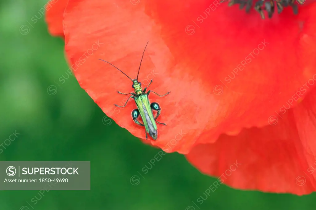 Part view of Poppy, Papaver rhoeas with Thick-legged Flower Beetle, Oedemera nobilis on petal.