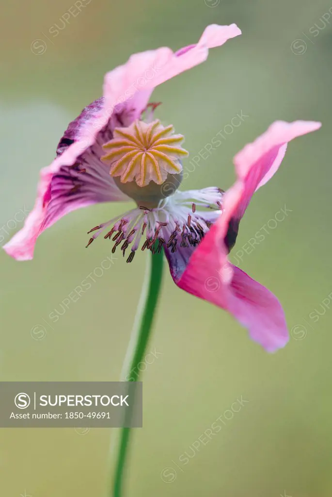Opium poppy, Papaver somniferum. Two flowers facing in opposite directions and central seed head on single stem.