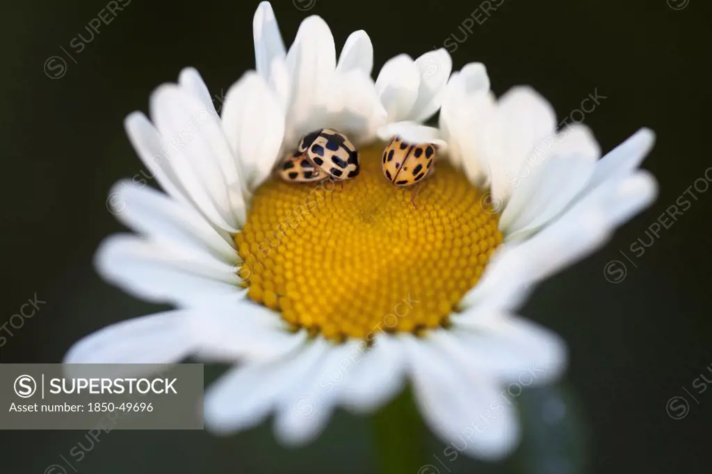 Three Harlequin ladybirds on yellow centre of Ox-eye daisy.