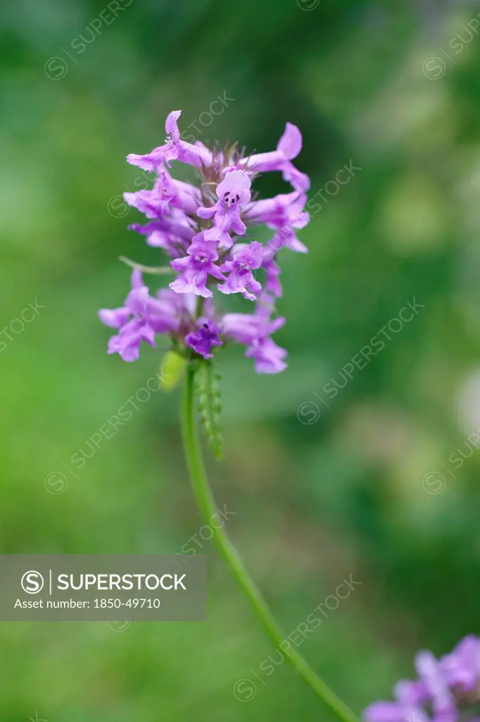Betony, Stachys officinalis. Spike of small, tubular, purple - blue flowers.