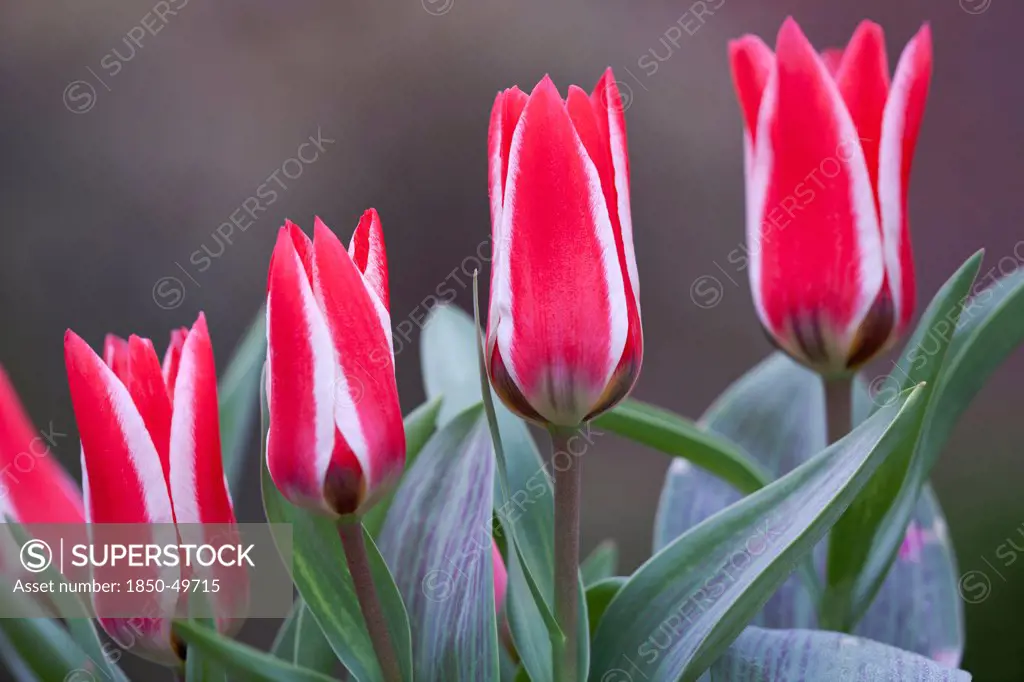 Four flowers of Dwarf tulip, Tulipa Pinocchio with scarlet and white petals.