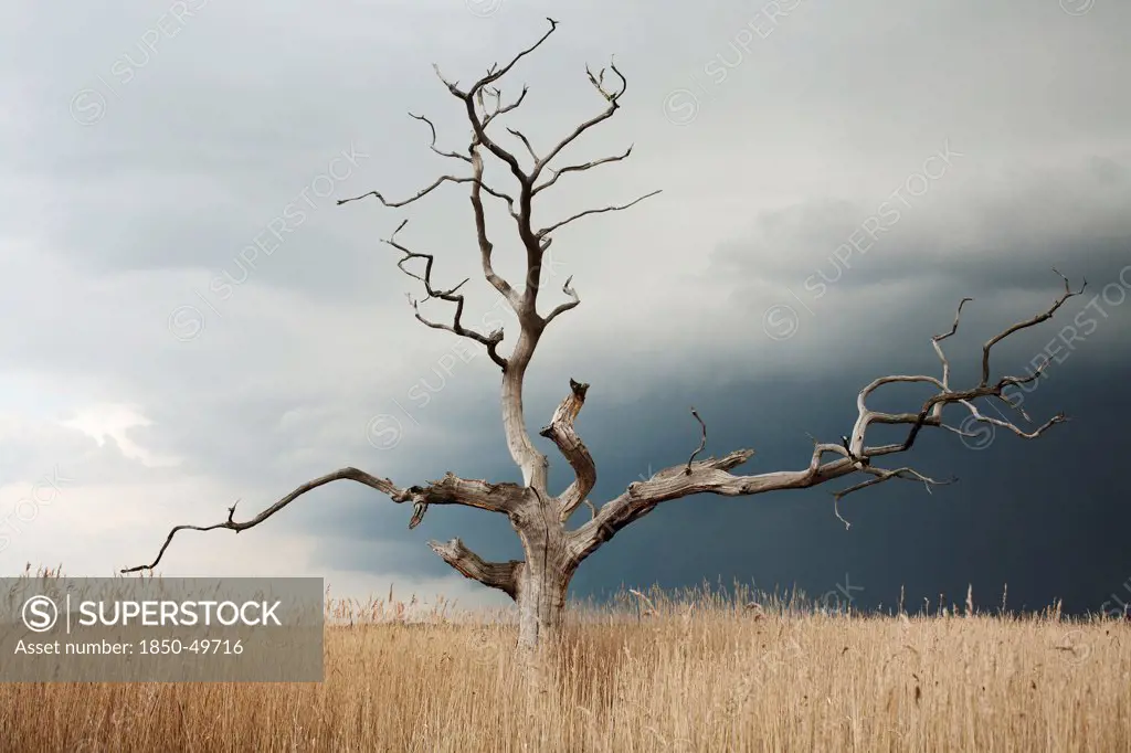Dead Elm tree, Ulmus procera, standing against grey, cloudy sky in open area of reeds.