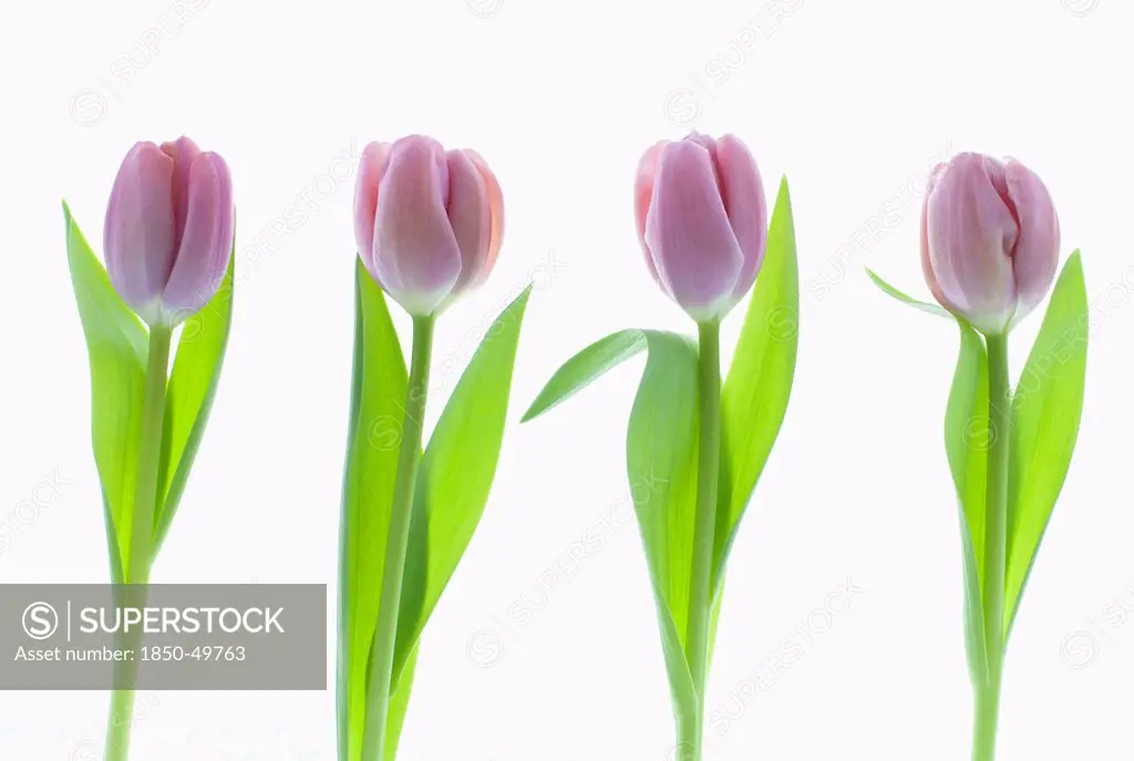 Four different purple tulips arranged in a row on a clean white background.