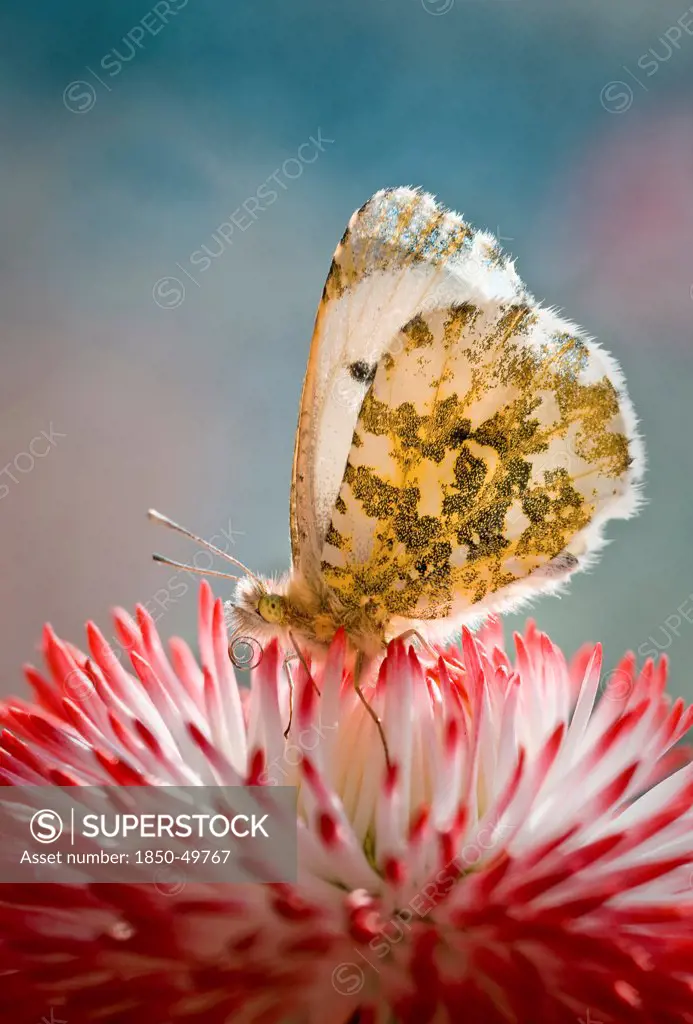 Bellis perennis Tasso series, Close up with Orange Tip butterfly, Anthocharis cardamines taking nectar from flower with red tipped, white petals.