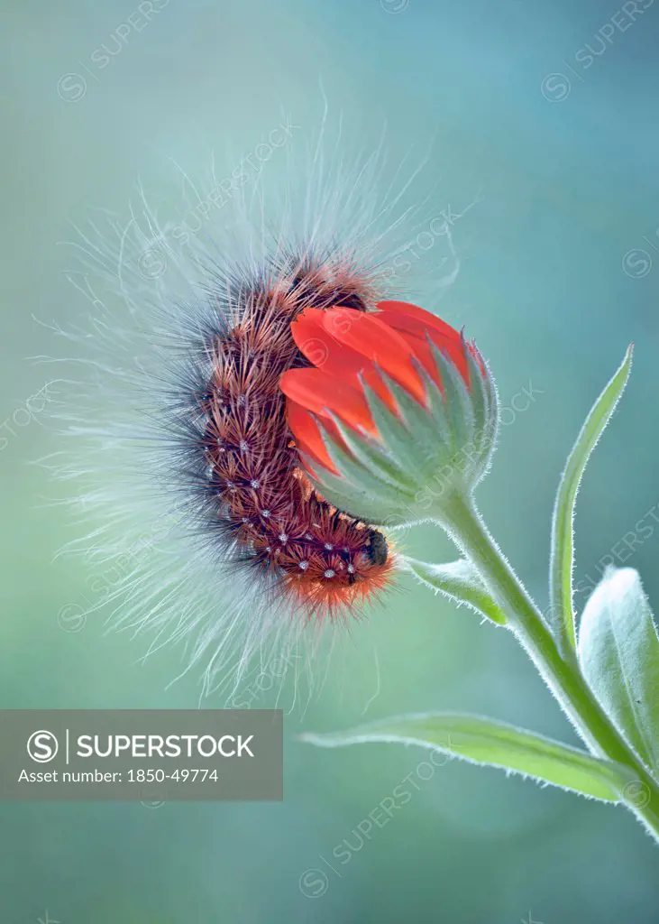 Caterpillar on Marigold, Calendula officinalis, curled around opening flower.