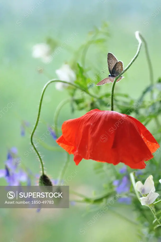 Common blue butterfly, Polyommatus icarus alighted with open wings on bent flower stem of scarlet Poppy.