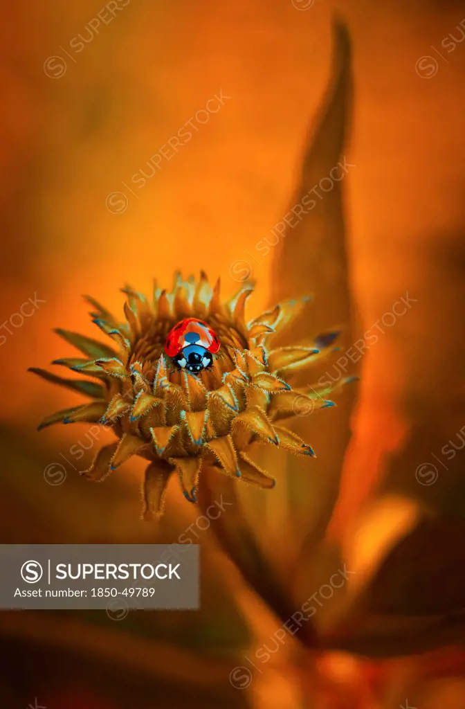 Ladybird, Coccinellidae on centre of emerging Echinacea purpurea flower. Manipulated orange colour hue.