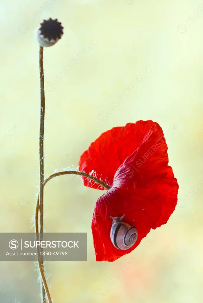 Poppy, Papaver rhoeas, Snail with banded shell on crumpled petals of poppy bent forward by its weight.
