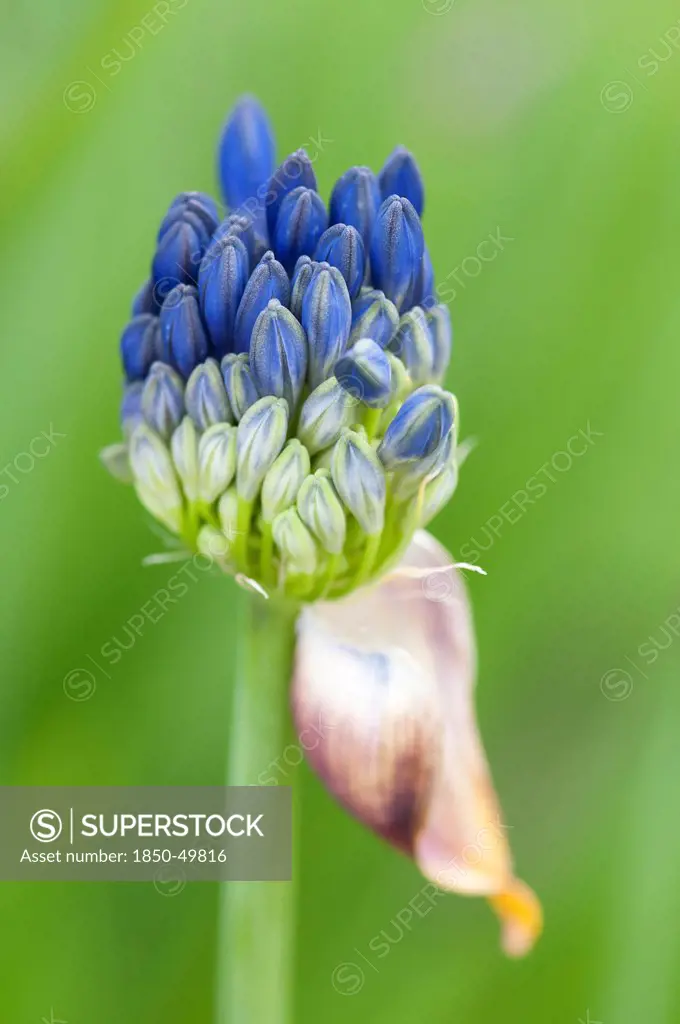 Close view of clustered blue buds of emerging umbelifer flower head.