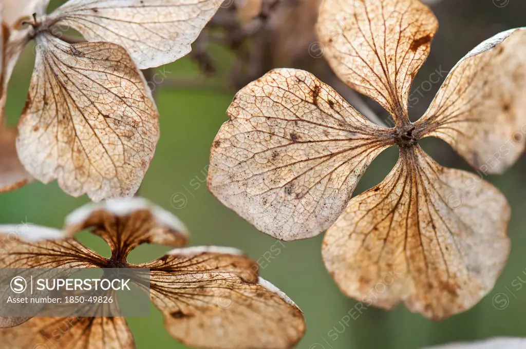 Translucent, spent and dried flowers of Hydrangea macrophylla 'Mariesii Perfecta' with network of veins extending across each petal-like sepal.