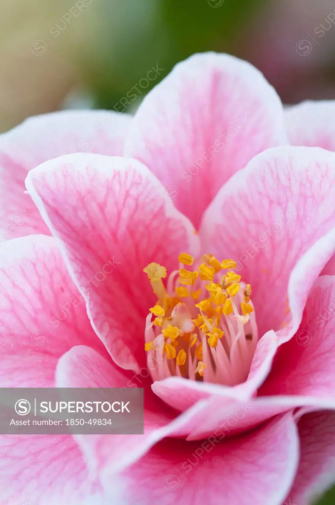 Single pink flower of Camelia japonica 'Yours Truly' with delicate veining extending over petals and yellow centre.