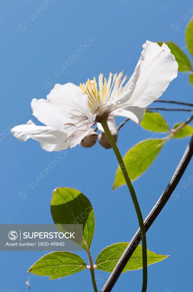 Single, pale pink - white flower of Clematis montana in bright sunlight against cloudless blue sky.