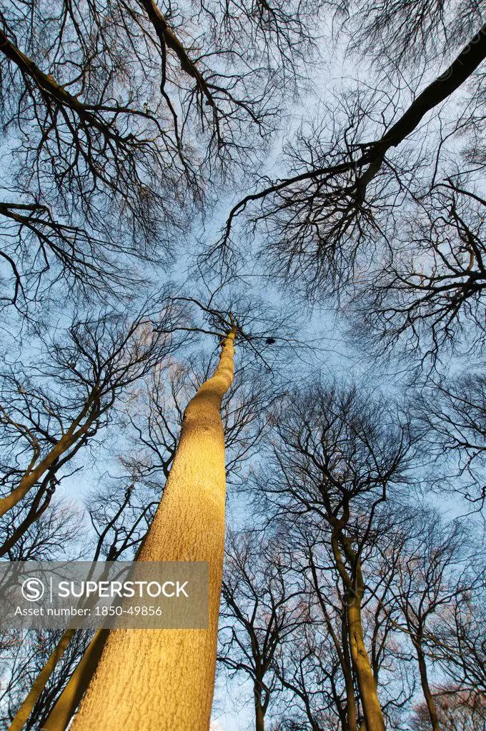 View upwards into bare branches of winter canopy of Beech trees against pale blue sky.